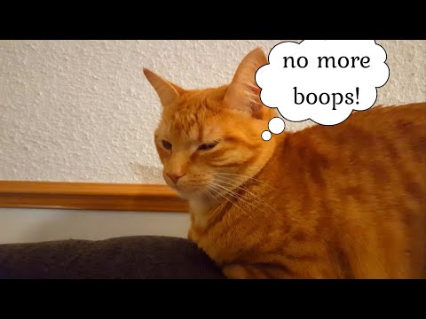 boops makes me grumpy