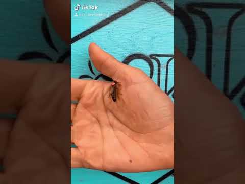 Pčela matica - The queen bee