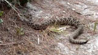 preview picture of video 'MOV05370 Rattle Snake in St. Joseph's Peninsula State Park'
