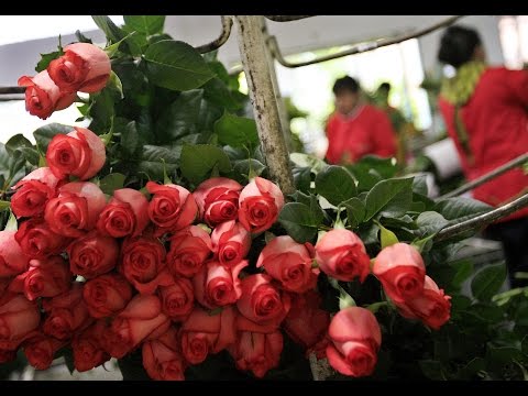 , title : 'Cultivo de Rosas para Exportación - TvAgro por Juan Gonzalo Angel'