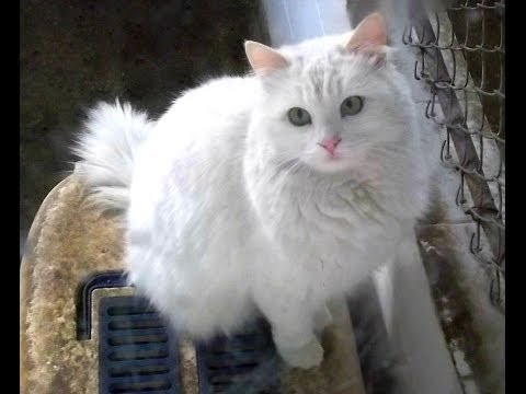 animal Planet  : Cats 101  ~ Turkish Angora