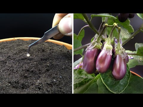 , title : 'Growing Baby Eggplant Time Lapse - Seed To Fruit In 87 Days'