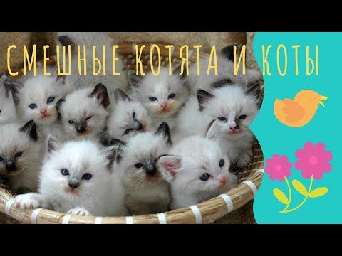 Смешные котята и коты