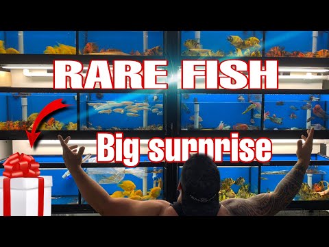 RARE TROPICAL FISH from ASIA *UNBOXING* lots of AWESOME SPECIES in STOCK