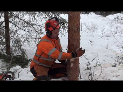Metsolan Metsäkoulu 24, Kaatosahaus pistämällä.