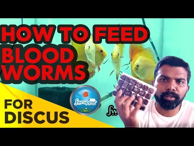 How to Feed Frozen Blood Worms | Discus Fish Food