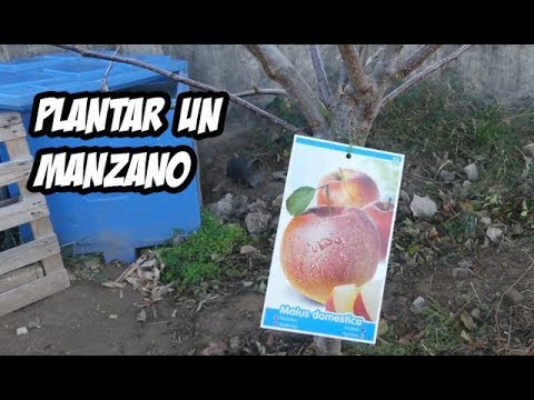 , title : 'CÓMO PLANTAR UN MANZANO en el Huerto o Jardín 🍎 | La Huerta de Ivan'