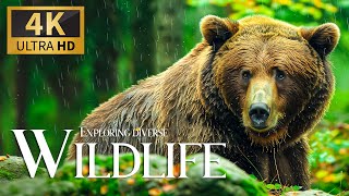 Exploring Deverse Wildlife 4K 🐻 Feeling Relaxation Beautiful Animals Film with Calm Peaceful Piano