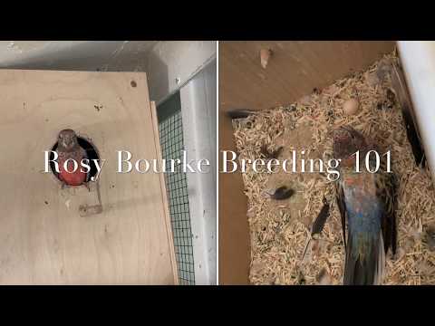 Bourke Parakeets how to breed 101