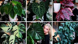 My Favourite Houseplants for October!