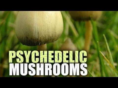 top 5 UK wild Magic mushrooms 🍄#magicmushrooms #UK #foraging #psychedelic
