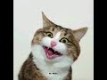 Funny Cat Whatsapp Status Vedio Instagram Story Funny Cats
