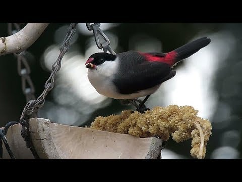 Astrilda čiapočkatá (Estrilda nonnula) — video o speve a chove