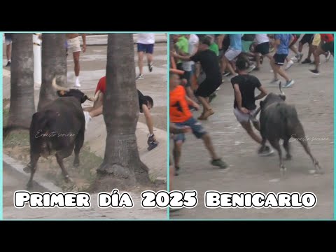 Benicarlo primer día 2025 - Benavent y sus Vacas de Elite 👌