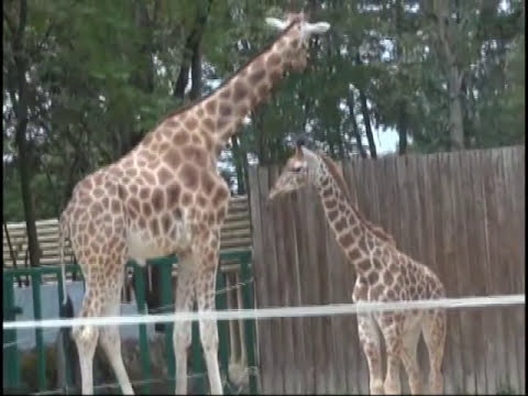 pourquoi la girafe ne baille pas