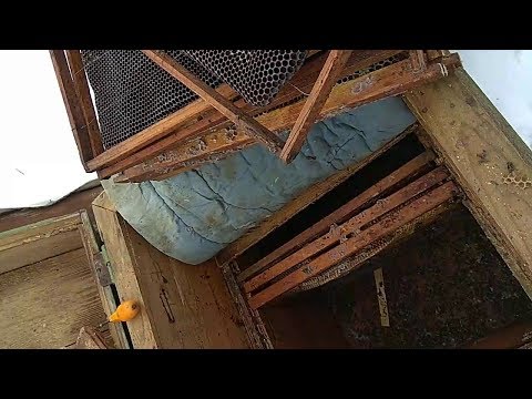 Ошибки пчеловода приводят к зимним потерям пчелы