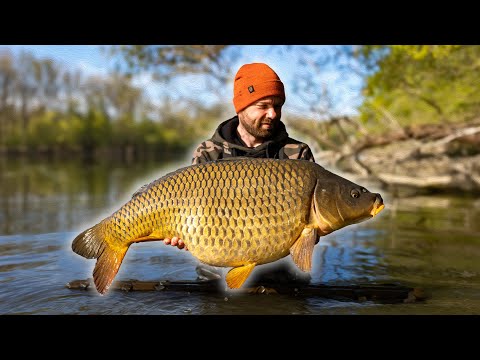 AUSNAHME Fisch aus dem Altrhein 😱 | Karpfenangeln mit Hambsch
