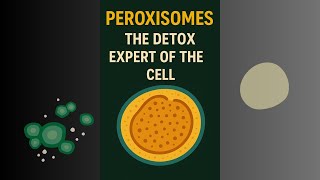 Peroxisomes: The Detox Experts of the Cell! peroxisomes, cell organelles, oxidation.