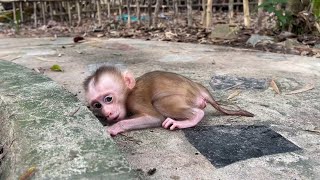 Poor Baby Ronaldo Crying Sadness S-care Mom Doesn't Come Back