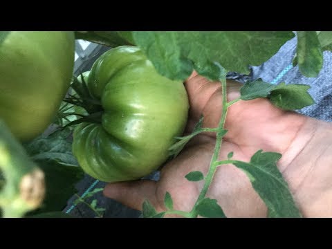 , title : 'Teil 12: Tomaten ausgeizen im Gewächshaus und ein Blick auf Paprika, Chili und Gurke.'