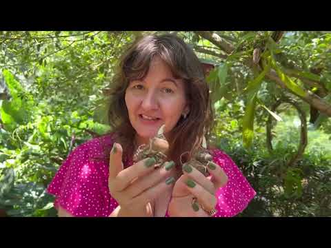 O segredo do cultivo da PLANTA ESTRELA DE NATAL 🎄 ⭐️