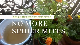Spider mites/ जाला मकड़ी  treatment on plants / Homemade Pesticide for Plants/FreeOrganic Pesticide