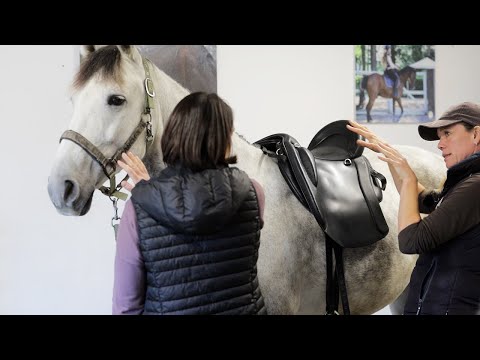Reiterin verlangt Rücknahme von maßgefertigtem Iberosattel | Bissiger Spanier wieder lammfrom?