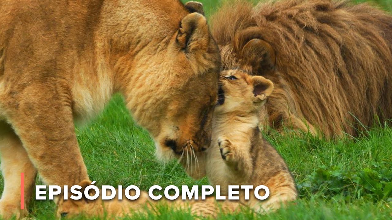 Filhotes de leão encontram seu pai pela primeira vez | Ícones da Vida Silvestre 101