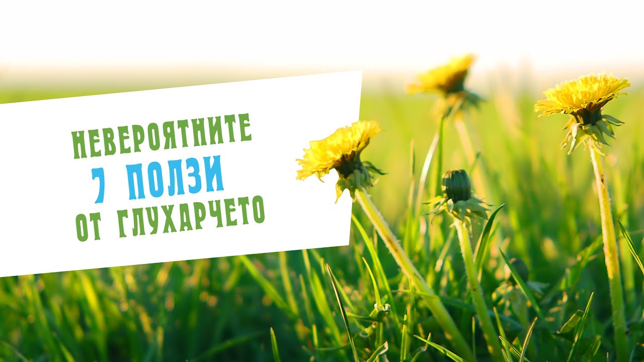 Невероятните 7 ползи от глухарчето - Video