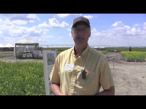 Canola School - Early Detection is Key in Clubroot Management