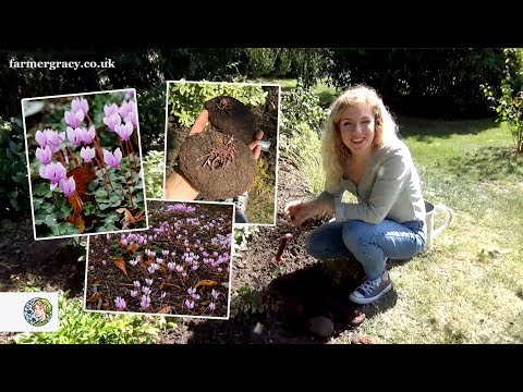 How to grow Cyclamen (bulbs/tubers) - FarmerGracy.co.uk
