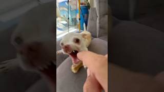 Download lagu Niki hates the Kuchi Kuchi but she loves bones🤣🤣 mp3