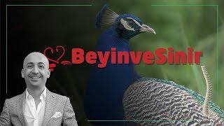 Boyun Ağrısı ve Boyun Fıtığı - Beyin ve Sinir - Dr. Akşan