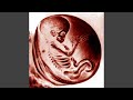 Embryodead