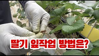딸기 이파리 작업 방법 원리만 알면 쉽다 !! 잎작업은 재배의 기초 기술