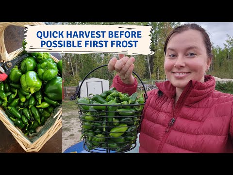 Huge Zone 1 Pepper harvest before a possible first frost! | Covering Tomatoes