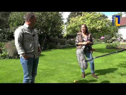 Ongerwaeg  en de twië hundjes in Roosteren - 25 september 2020