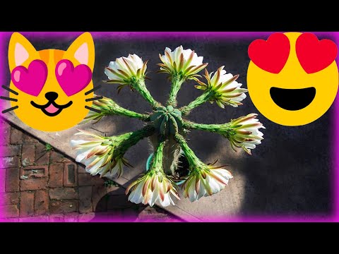 , title : '🌸Cactus San Pedro Flor ✿Echinopsis Pachanoi Flores ✿Trichocereus Pachanoi Flower Suculenta florece✿😻'