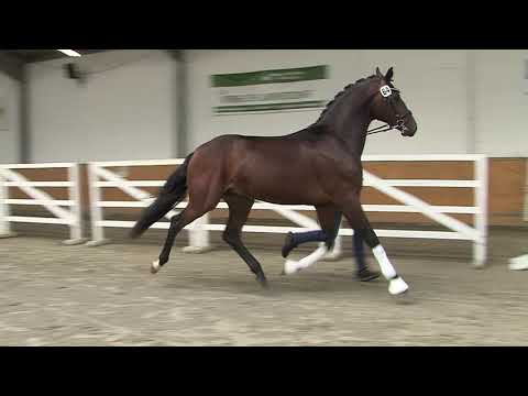 30. Mecklenburger Körtage 2020 - Kat.Nr. 33 Junghengst v. Revolution - Federweisser