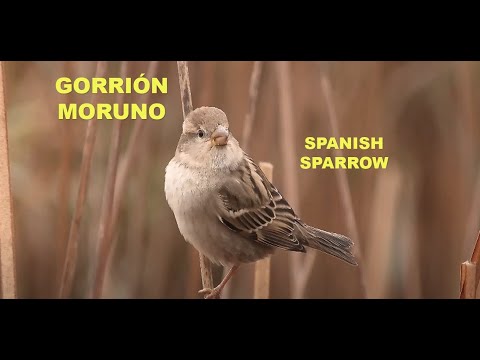 Gorrión moruno ( Passer hispaniolensis ) Spanish
