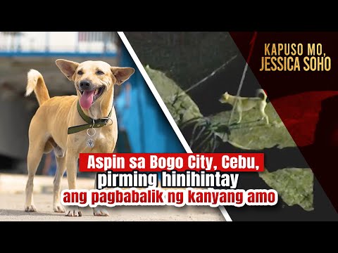 Aspin sa Bogo City, Cebu, pirming hinihintay ang pagbabalik ng kanyang amo | Kapuso Mo, Jessica Soho