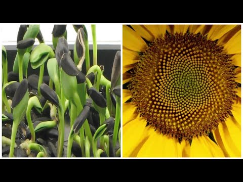 Sunflower Seeds Germination and Growing Time Lapse