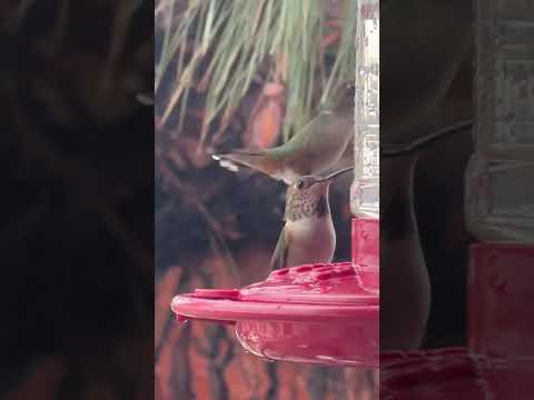 Hummingbirds on a feeder: Tips to Attract Them