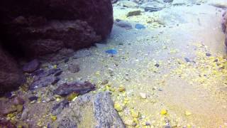 preview picture of video 'Pseudotropheus perspicax at Mara Rocks'