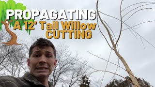 PROPAGATING Yet Another GIANT Willow Tree Cutting! 12’ TALL CUTTING!
