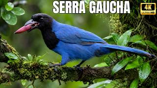 O Último Santuário da Mata Atlântica no Sul do Brasil | Serra Gaúcha Selvagem