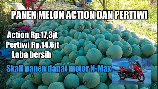 Download lagu Panen Melon Action dan Pertiwi ANVI maknyus Gaeeess #melon #pertiwi #action mp3 Download lagu Panen Melon Action dan Pertiwi ANVI maknyus Gaeeess #melon #pertiwi #action mp3
