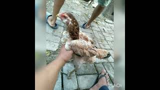 Download lagu romy the jahat's - goyang bison mp3