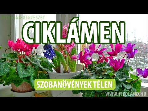 Szobanövények télen - a ciklámen