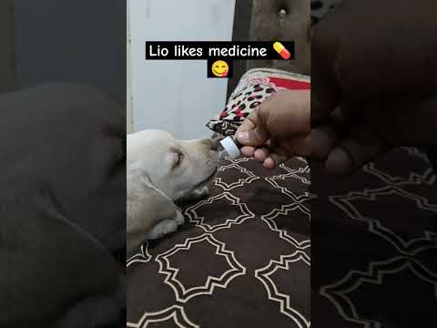 Labrador puppy likes medicine 😋
